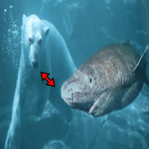 Isso é o que acontece quando esses tubarões encontram ursos polares