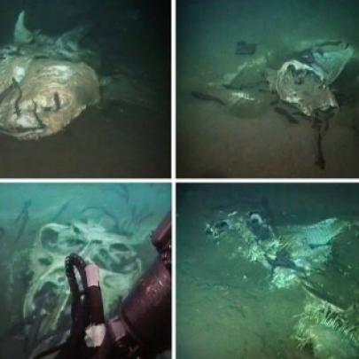 ‘Cemitério’ marinho de criaturas gigantes é achado em Angola