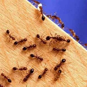Dica caseira para matar formigas