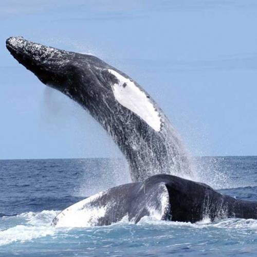 10 curiosidades interessantes sobre baleias