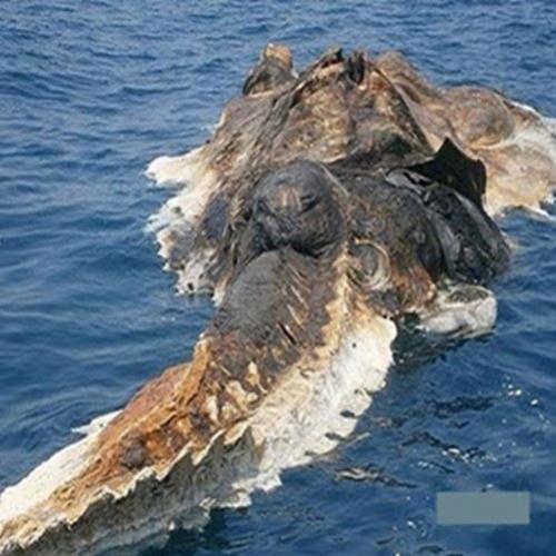 Estranha criatura marinha gigante e desconhecida foi capturada na Ásia