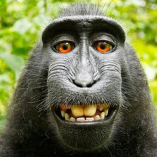 Macaco rouba câmera de fotógrafo e tira selfie