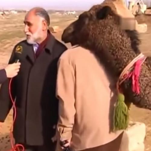 Camelo rouba a cena na entrevista