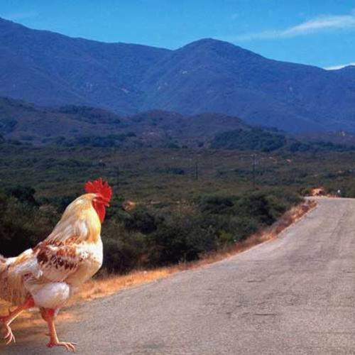 A galinha realmente atravessou a rua?