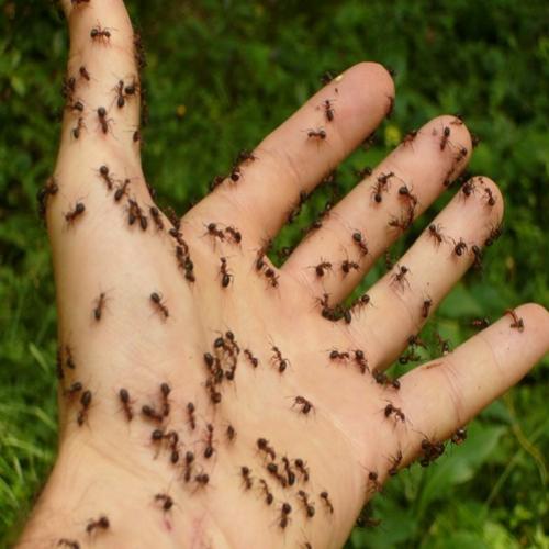 Pulverize com esta mistura simples e você nunca mais verá formigas...