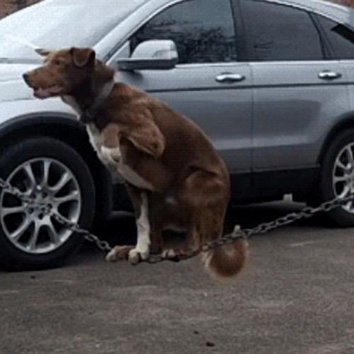 O Cachorro equilibrista