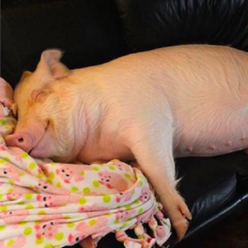Casal pensou ter adotado um mini porco, hoje pesa 300kg