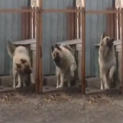 Cachorro russo demonstra que sabe dançar como nenhum outro no mundo!