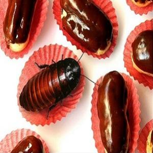 Chocolates são fabricados com pedaços de barata