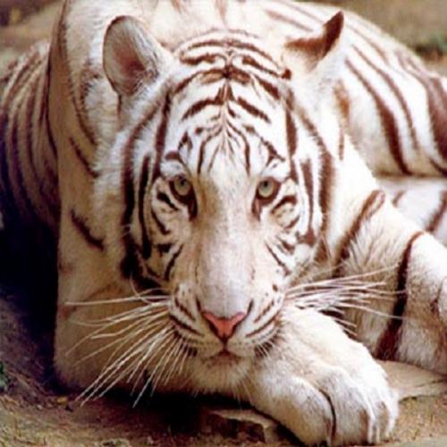 Curiosidade sobre tigre siberiano
