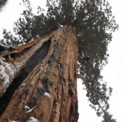 A árvore de 3.200 anos que mal cabe numa foto