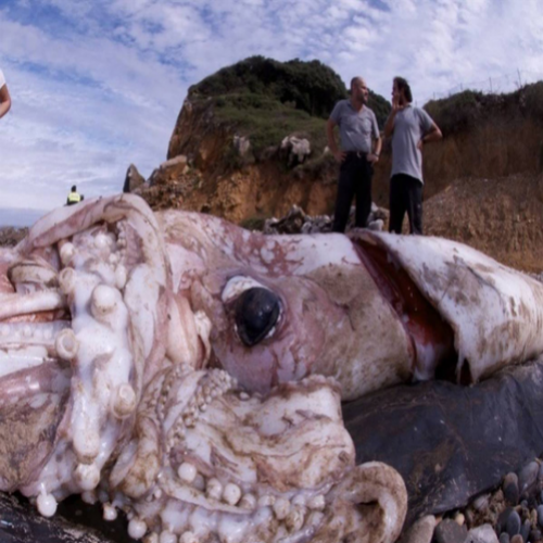 10 Assustadores monstros marinhos encontrados em praias