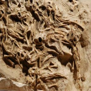 Fósseis: 15 Dinossauros “bebês” encontrados juntos em um ninho