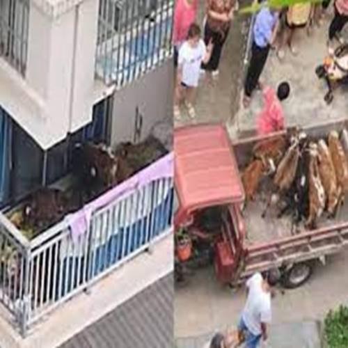 Fazendeiro se muda para cidade e tenta criar gado na varanda de aparta