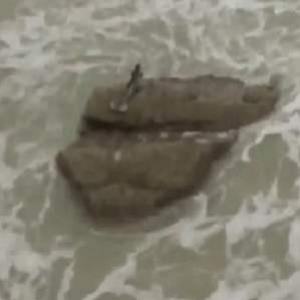 Vídeo de estranha criatura marinha filmada em Israel