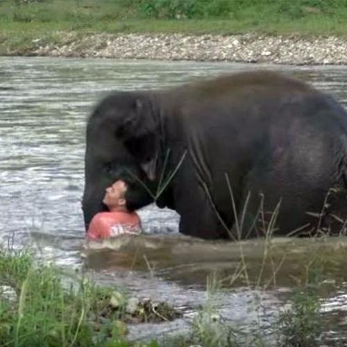 Elefante salva homem que se afogava no rio