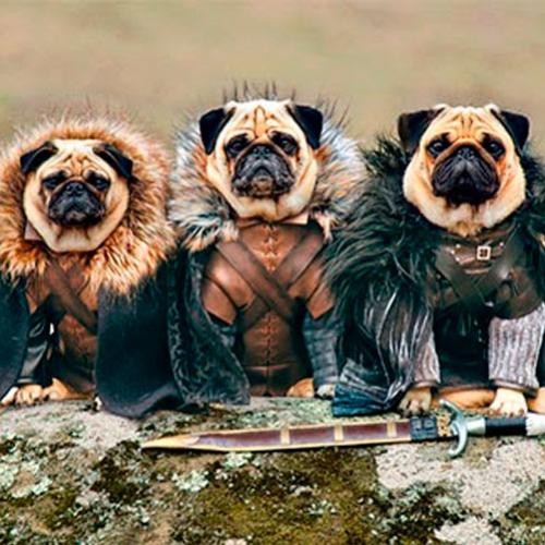 E se Game of Thrones fosse filmada com cachorros?