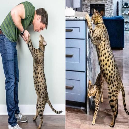 Conheça Fenrir, o gato mais alto do mundo