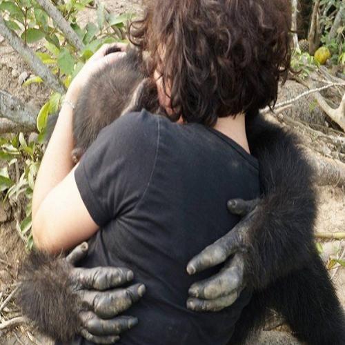 A triste história do Chimpanzé Ponso