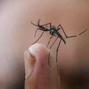 O mosquito mais legal do mundo