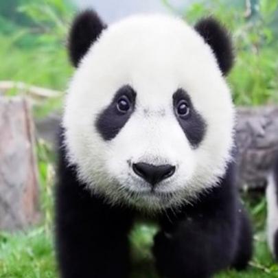 Urso Panda a Beira da Extinção!