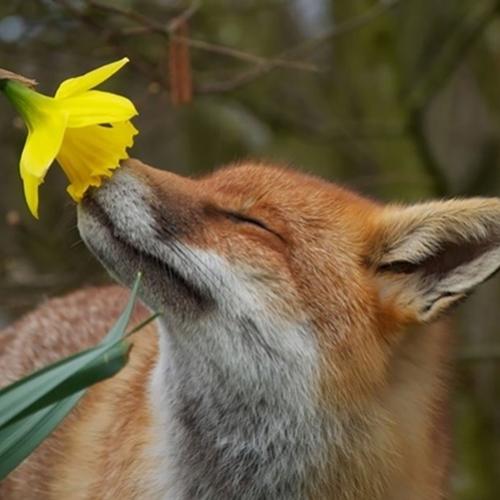 Fotos fofas de animais cheirando flores para animar seu dia