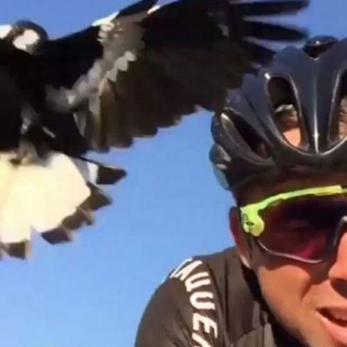 Pássaro dá surra em ciclista