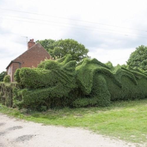 Homem cultiva dragão no jardim de casa na Inglaterra