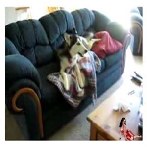 O Husky que só queria ver TV no sofá debaixo do cobertor