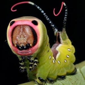 Macrofotografia mostra pequenos monstros vivendo entres nós