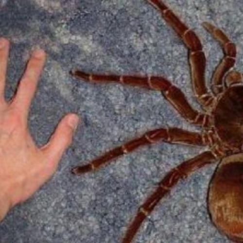 Esta aranha tem o tamanho de um filhote de cachorro e vive na Amazônia