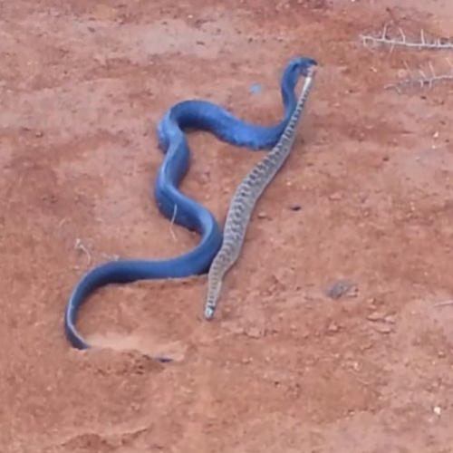 A terrível Indigo Blue cobra canibal 