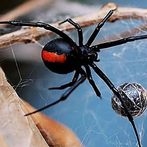 Top 5 aranhas mais venenosas do mundo