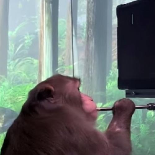 Macaco usa sua mente para jogar Pong