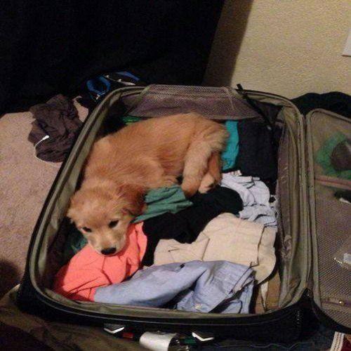 Animais que não acreditam que você vai viajar e não vai levá-los