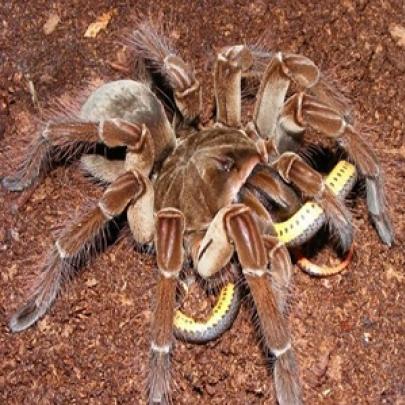 Aranha-golias: o maior aracnídeo do mundo 