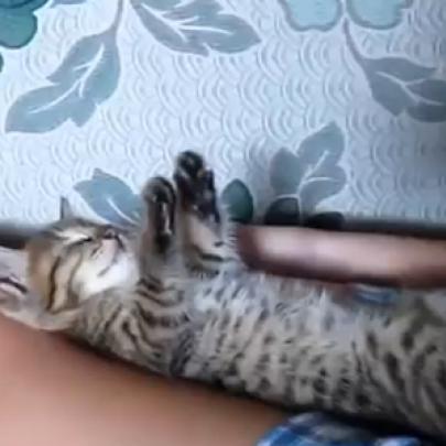 Gatinhos dormindo em posições estranhas