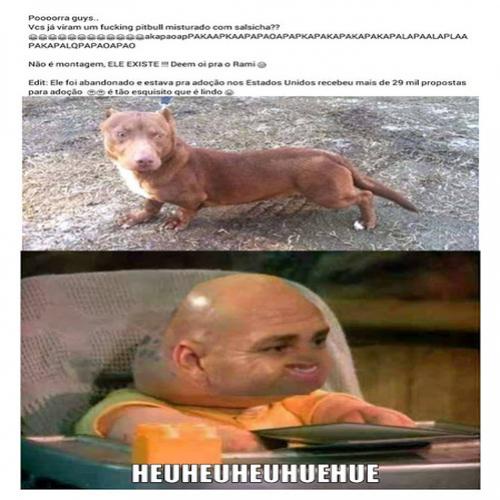 Você já viu um pitbull misturado com salsicha?