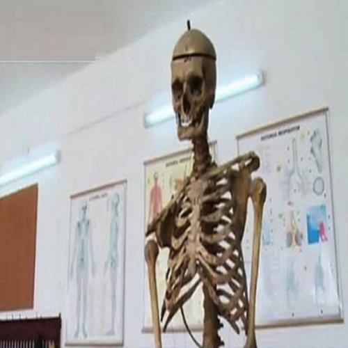 Esqueleto de diretor é usado em aulas na Romena