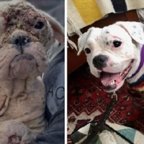 Cães antes e depois de serem adotados, a transformação é notável #3