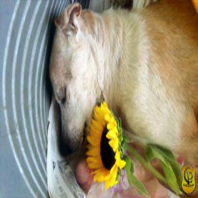 Veja a história do Cão Abandonado com câncer que morre após receber ca