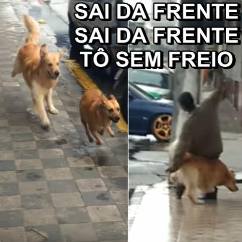 Cão fanfarrão sem freio dá rasteira em morador de rua