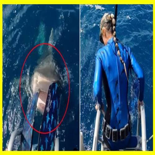 Mergulhadora quase pula dentro da boca de um tubarão tigre