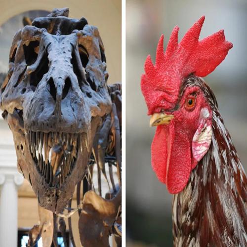 As aves são dinossauros e peixes não existem