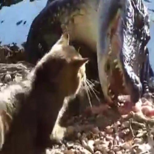 Gato enfrenta crocodilo que corre da briga