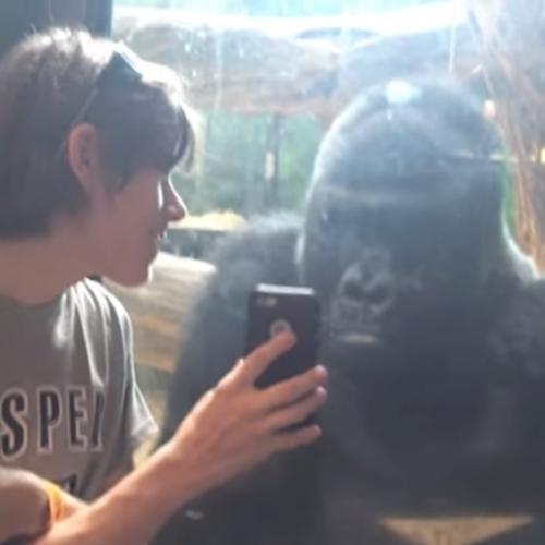 Reação de um gorila em ver fotos de outros primatas