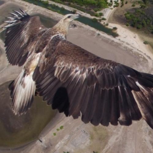 Sobrevoo de águia vence concurso de fotos por drones