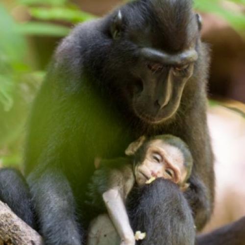 Macaca é flagrada carregando seu filhote recém-nascido sem vida