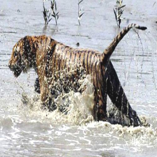 Homem vira 'lenda' por sobreviver a três ataques de tigres
