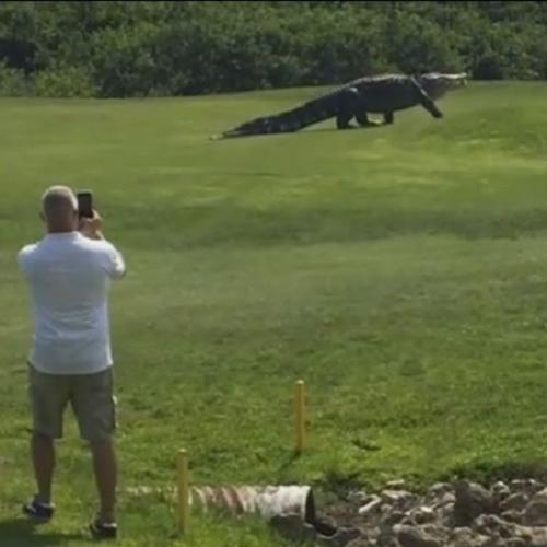 Crocodilo gigante passeia em campo de golf na Flórida